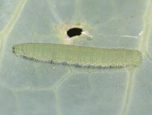 A fuzzy, green caterpillar feeding on a leaf with a hole