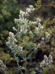 A multi branched catnip with white flowers, concentrated at the tips.