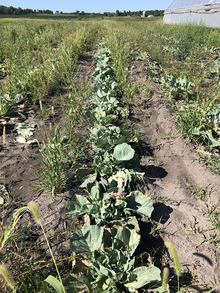  Cauliflower plants left in field after heads have been harvested with diseased leaves. 