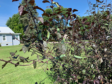 Cecropia caterpillars feeding on tree