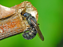 A small carpenter bee is digging a tunnel in a stem.