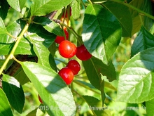 Bright red cherries in a cluster among leaves on a tree.