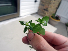 Two small plants with white flowers. Comparing mouse-ear chickweed (left) and common chickweed (right).