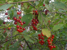 Bright red, tiny round berries hanging from a branch