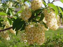 Several clusters of white flowers on a branch