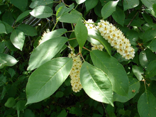 A bush with big green leaves and clusters of white hanging flowers