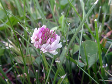 A pink clover flower in a green lawn.