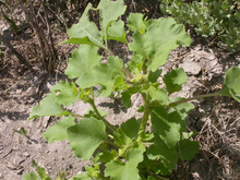 Small green plant with broad leaves 