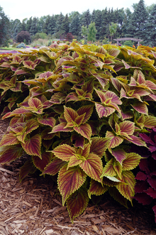 Coleus at the foreground of a landscape of trees.