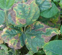 Bean leaves with browning and yellowing from common blight