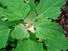 A plant with broad green leaves with serrated edges