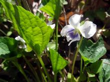 A violet with a white and purple flower in a lawn.