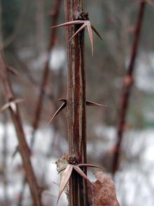 close up of common barberry stem with thorns