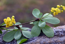 close up of small yellow common barberry flowers
