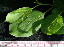 measuring common buckthorn leaves