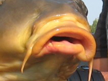 Mouth of common carp. 