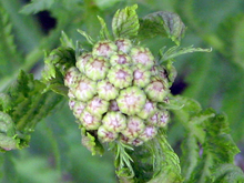 common tansy flower bud collection before blooming.