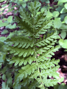 fern looking leaf of a common tansy plant
