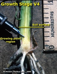 corn stalk base split in half