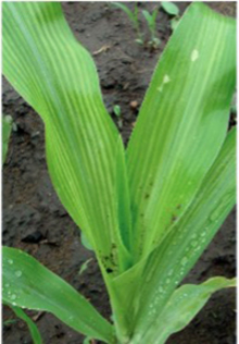 Corn plant with green veins. White flecks appear between the leaf veins.