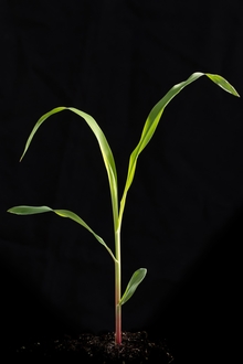 corn seedling with 3 leaves