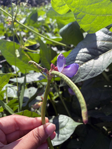 A hand holding an immature cowpea pod with flower.