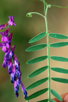 Pink and purple cow vetch flower and leaves.