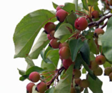 Crabapples on a tree