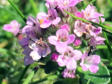 A grouping of pink flowers with a small black bee.