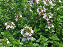  Small pink flowered plants with small leaves.