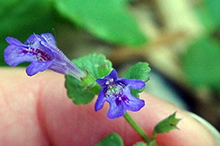 small purple creeping charlie flower