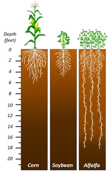 illustration of crop rooting depth comparison
