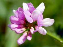close up of pink crown vetch flower