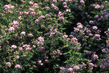 many pink crown vetch plants
