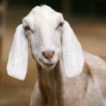 dairy goat