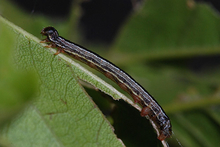 dark-colored fall webworm on stem