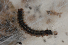 Dark-colored fall webworm