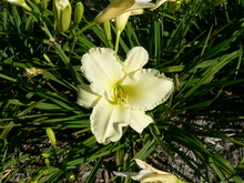 Cream-colored flower in front of narrow dark green leaves