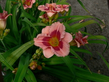 A pink flower with ruffled edges and a red and green center in front of other like flowers, buds and narrow dark green leaves