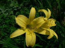Two yellow flowers in front of narrow dark green leaves