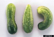 Three cucumbers with odd and uneven shapes.