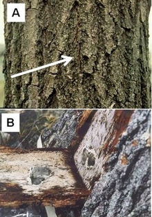 Close up of tree bark showing cracks and damage caused by oak wilt.