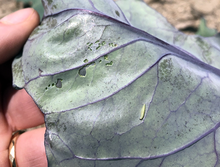 Purplish green cabbage leaf's underside with small sections where layers have been eaten, leaving the thin top layer of the leaf.