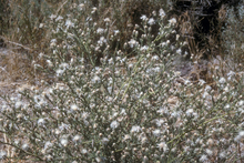 white flowered diffuse knapweed plant in prairie