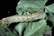 Dull gray cutworm on green leaves