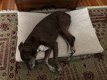 Dog laying on white dog bed