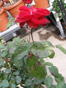 rose plant with red rose flower and dark spots and blotches on leaves