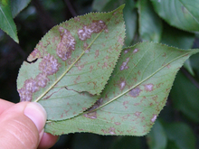 large brown blotches with white powdery areas on the back of two leaves held in a person's fingers