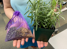 Person holding a bag of dried lavender and a live lavender plant.