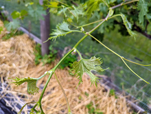 A grapevine with misshapen leaves as a result of herbicide drift.